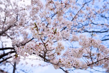 夙川の桜
