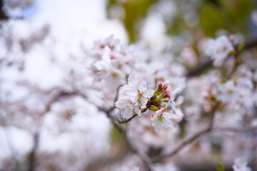 Obraz premium 夙川の桜
