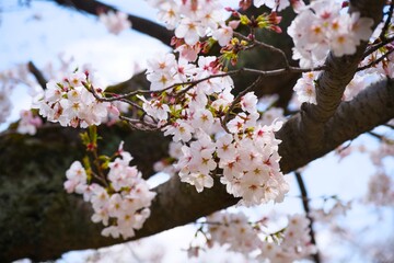 Obraz premium 夙川の桜