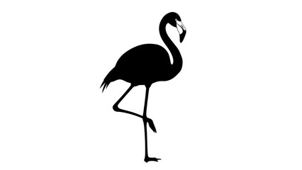 Fototapeta premium Black Silhouette of Flamingo Standing.