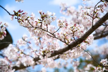 Fototapeta premium 夙川の桜