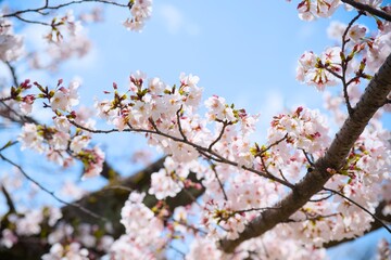 Obraz premium 夙川の桜