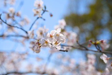 Obraz premium 夙川の桜