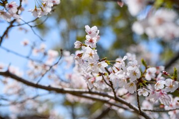Fototapeta premium 夙川の桜