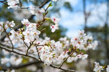 Obraz premium 夙川の桜