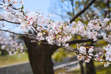夙川の桜