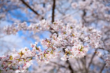 夙川の桜