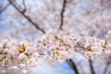 夙川の桜