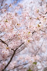 夙川の桜