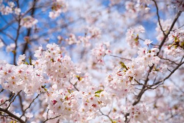 Obraz premium 夙川の桜