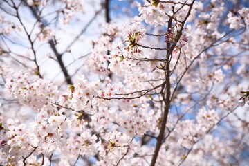 夙川の桜