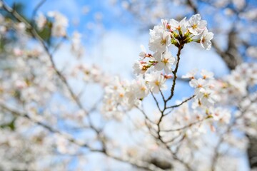 夙川の桜