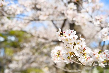 夙川の桜