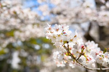 夙川の桜