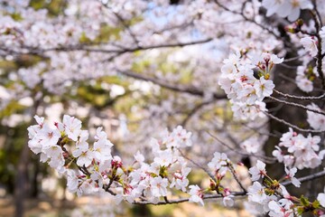 Obraz premium 夙川の桜