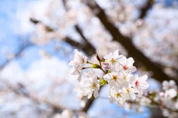 夙川の桜