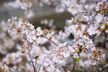 Obraz premium 夙川の桜