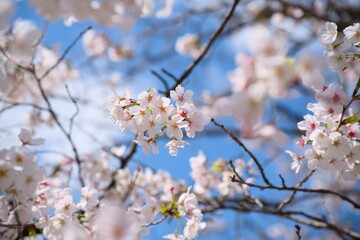 夙川の桜