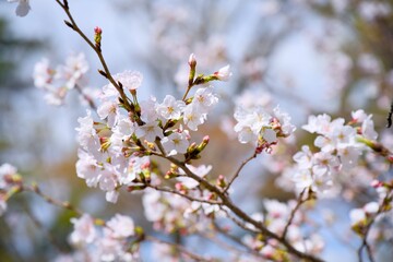 夙川の桜
