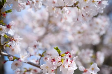 Fototapeta premium 夙川の桜
