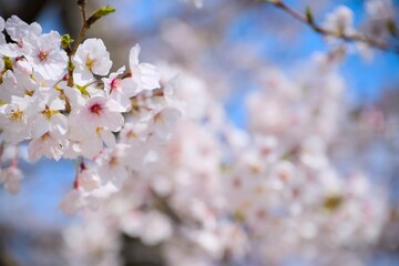 夙川の桜