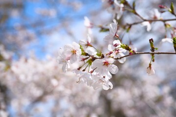 夙川の桜