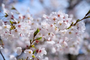 夙川の桜