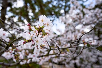 夙川の桜