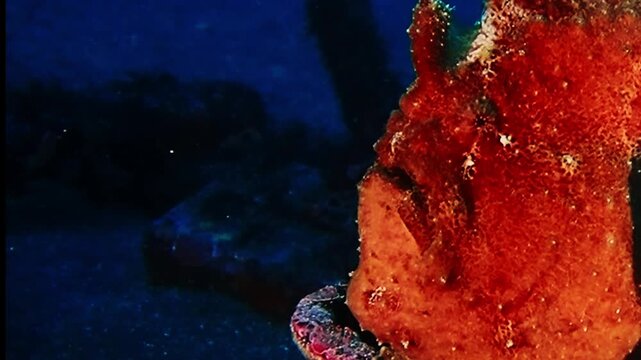 岩場で擬態するオレンジ色のカエルアンコウ