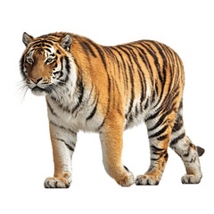 Obraz premium Large tiger with orange fur and black stripes walking forward with head turned to the side.