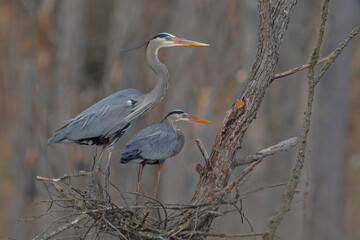 Great Blue Heron on nest on a cloudy day