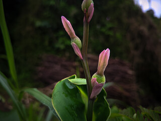 Pink flower of canna indica in the garden