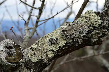 梅の木の幹に付着した地衣類