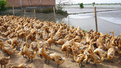 Domestic ducks (mainly mallards, Anas platyrhynchos domesticus, with some Muscovy ducks, Cairina...