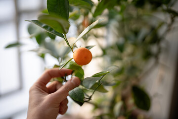 Naklejka premium Top view of man hands harvesting first crop of homegrown mandarins from windowsill. Indoor gardening hobby, person cultivated citrus potted tree at home. Male touching twig of calamondin.