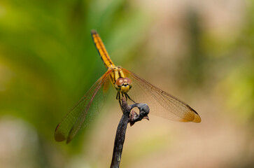Close-up of a yellow dragonfly perched on a dried twig, showcasing delicate wings and compound eyes in natural daylight.