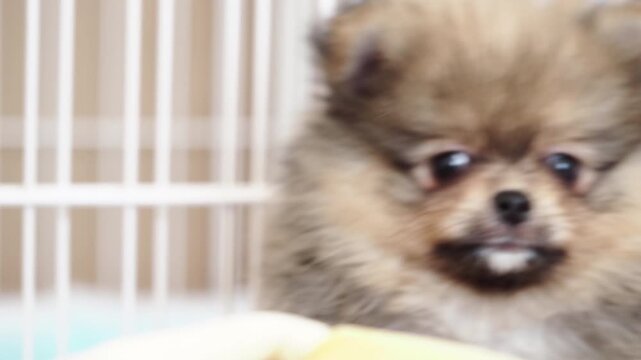 家のリビングで元気で遊んでいる可愛いポメラニアンの子犬の様子