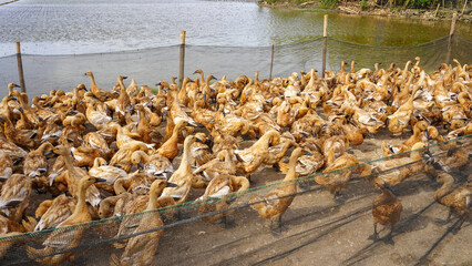 Domestic ducks (mainly mallards, Anas platyrhynchos domesticus, with some Muscovy ducks, Cairina...