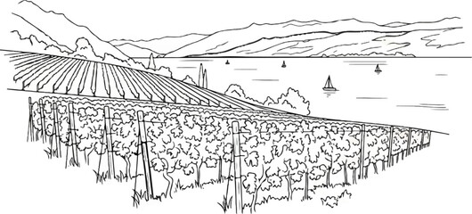 Obraz premium Vineyard on a hill overlooking a calm lake with sailboats and mountains