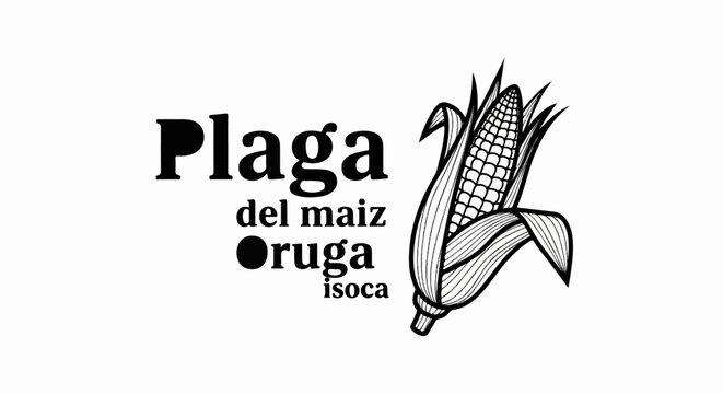 Vintage black and white illustration of a corn cob with text about a pest