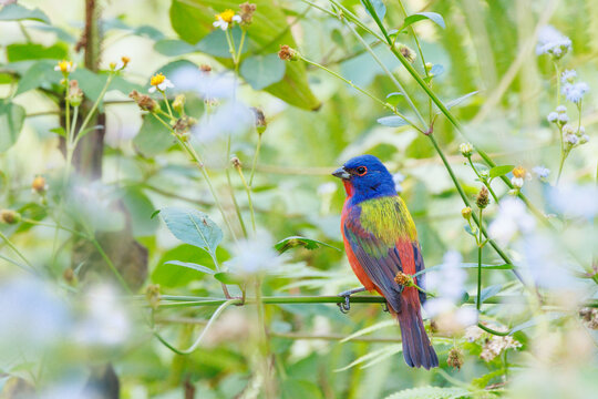 Painted bunting (Passerina ciris) male in Corkscrew regional ecosystem watershed, Florida