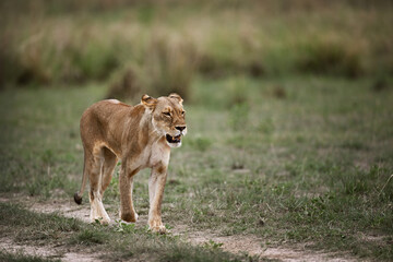 Obraz premium Thin and hungry African Lioness (Panthera leo) walking in the savanna, wildlife survival
