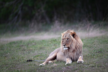 Young African Lion (Panthera leo) with developing mane resting on the ground and looking left
