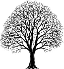 Obraz premium Black leafless tree silhouette on white background