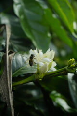 Obraz premium Close-up of beautiful white Arabica coffee flowers blooming on a branch with dark green leaves at a plantation.