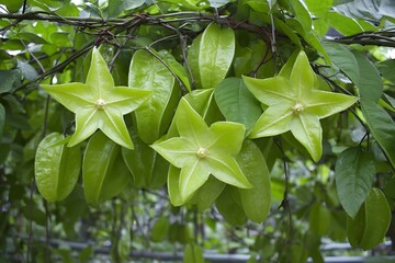 Obraz premium Star fruit hanging on carambola tree branch