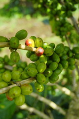 A coffee plant laden with bright green, unripe coffee cherries. The background is blurred with more green leaves and coffee cherries, suggesting a lush, fertile coffee plantation.