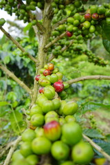 A coffee plant laden with bright green, unripe coffee cherries. The background is blurred with more green leaves and coffee cherries, suggesting a lush, fertile coffee plantation.