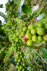 A coffee plant laden with bright green, unripe coffee cherries. The background is blurred with more green leaves and coffee cherries, suggesting a lush, fertile coffee plantation.