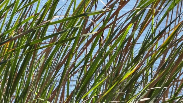 Tall green grasses and a solitary cattail swaying in a gentle breeze near a blue lake on a sunny day in southwest Florida. Motifs of nature, growth, and the environment. Bend without breaking.